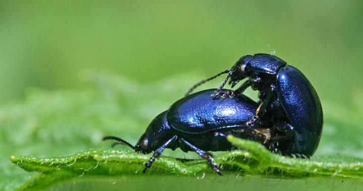 Insecten in de tuin. voedseltuinijplein.nl