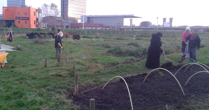 Een moestuin in de stad bevordert de gezondheid, blijkt uit onderzoek.