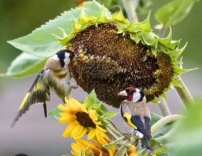 Puttertjes bij een zonnebloem
