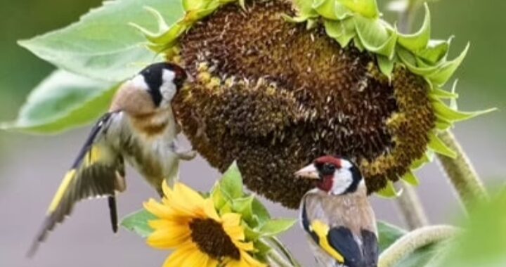 Puttertjes bij een zonnebloem