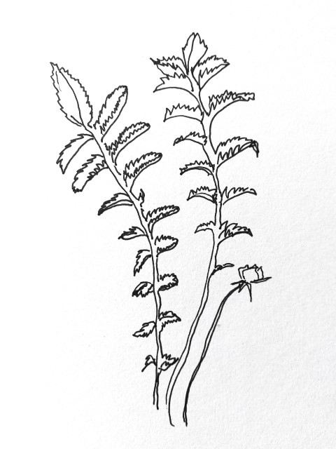 Zilverschoon tekening