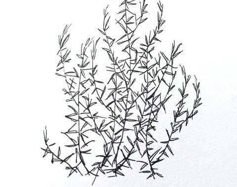 Rozemarijn tekening Pieke