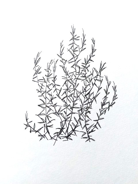 Rozemarijn tekening Pieke