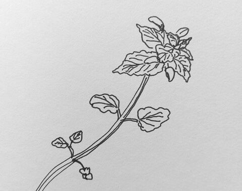 Hondsdraf tekening Pieke