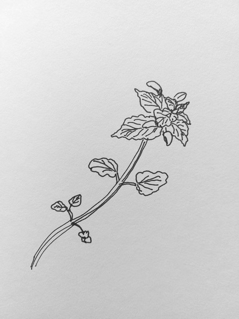 Hondsdraf tekening Pieke