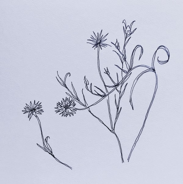Pieke - Korenbloem