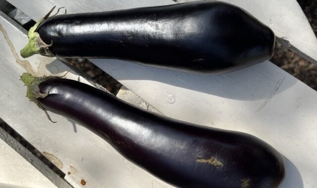 Aubergines