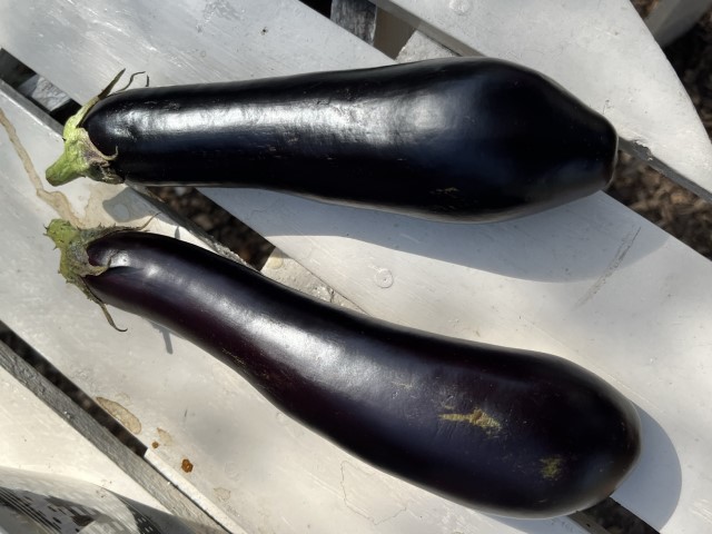 Aubergines