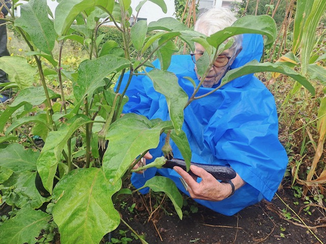 Erica met aubergine