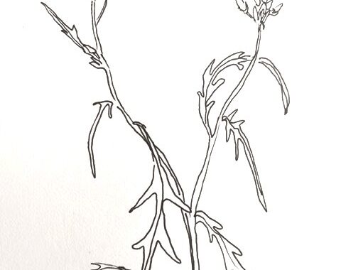 Pieke rucola