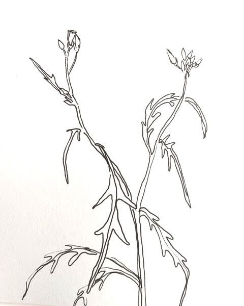 Pieke rucola